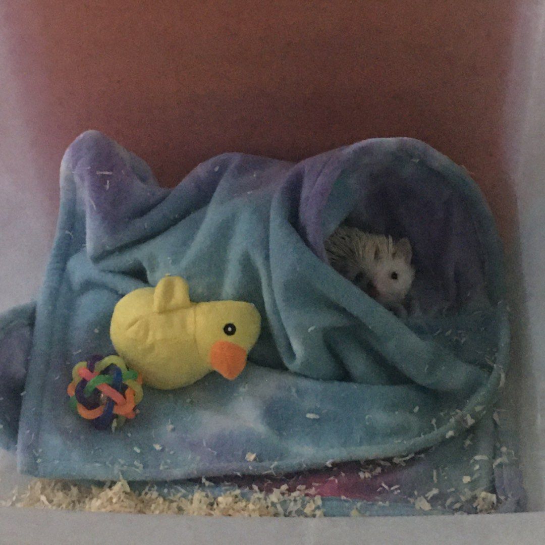 Looking For Fleece Cage Liner/Bedding (Category: Looking For) located in Manila. Submitted by grimerx (Listing ID 1195673059, Image 2). Description: • Willing to buy customized cage liners • Willing to buy 2nd hand basta good condition samples shown :).