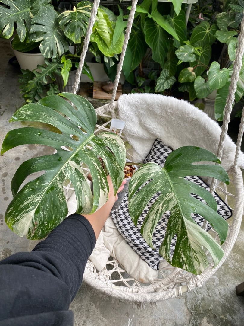 Monstera Albo large form, Furniture & Home Living, Gardening, Plants