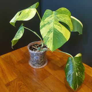 Monstera variegated aurea 5 leaves established (02)