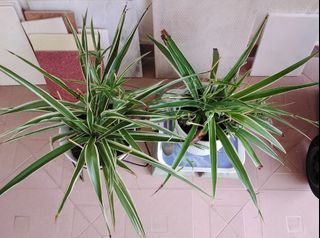 (Category: ) located in . Submitted by novoca174 (Listing ID 1195722204, Image 1). Description: .