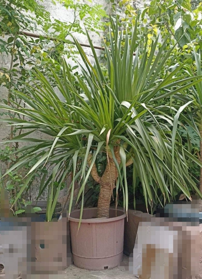 Yucca plant, Furniture & Home Living, Gardening, Plants & Seeds on Carousell