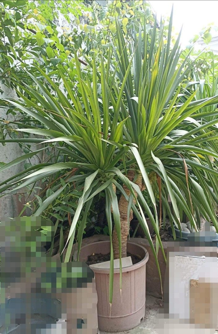 Yucca plant, Furniture & Home Living, Gardening, Plants & Seeds on