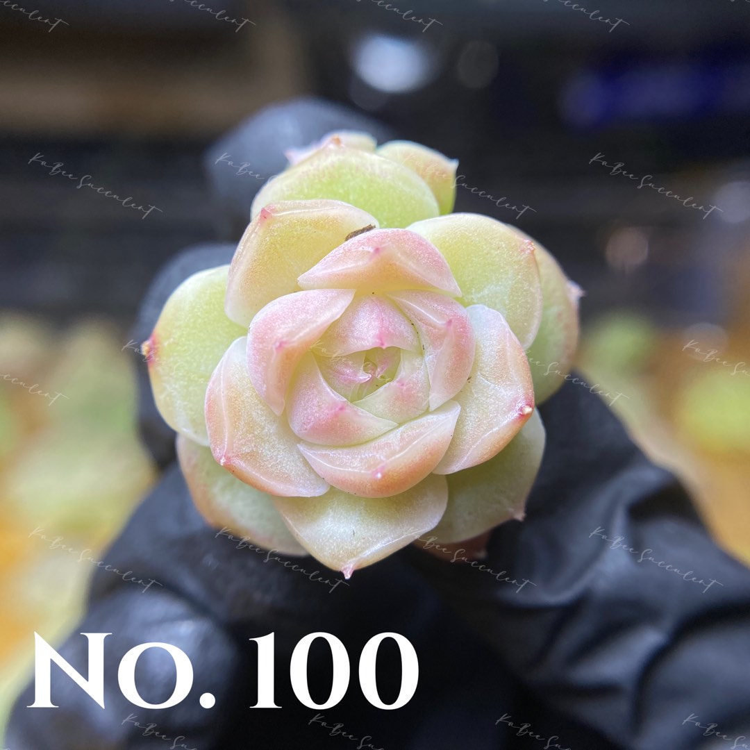 女王玫瑰多肉小苗no 100 傢俬 家居 園藝 植物及種子 Carousell