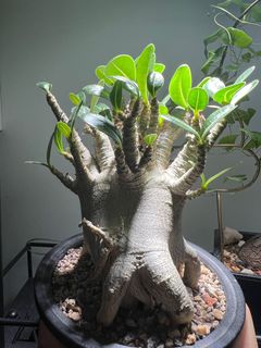 （分類：）位於 。 由 newtree.6ff322 提交（商品編號 1200364128，圖片 1）。簡介： 。