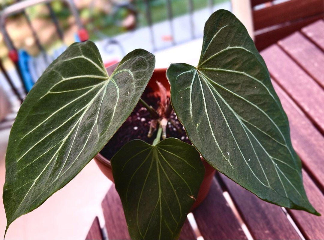 Anthurium H U - King Of Spades (rare type), Furniture & Home Living,  Gardening, Plants & Seeds on Carousell