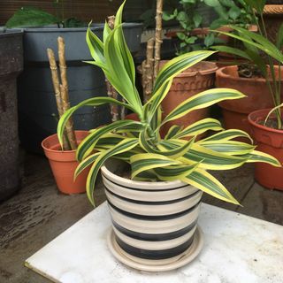 (Category: ) located in . Submitted by tudorgreensolutions (Listing ID 1200341623, Image 1). Description: .