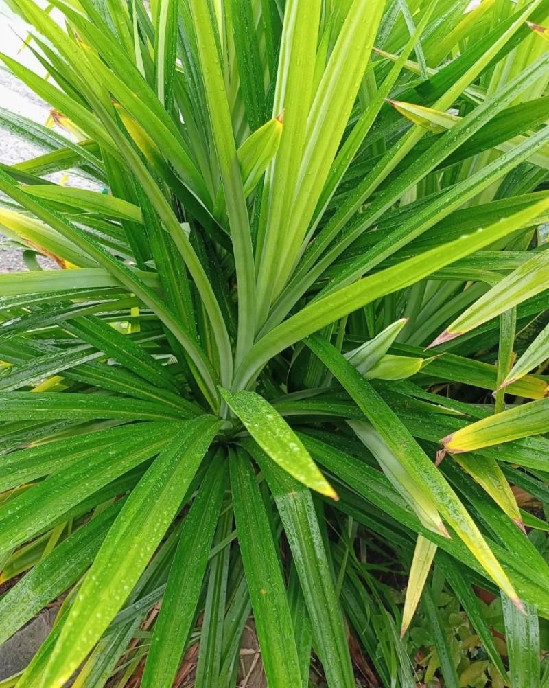 Fresh Pandan Leaves, Furniture & Home Living, Gardening, Plants & Seeds