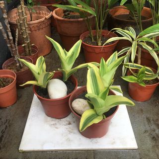 (Category: ) located in . Submitted by tudorgreensolutions (Listing ID 1200342601, Image 1). Description: .