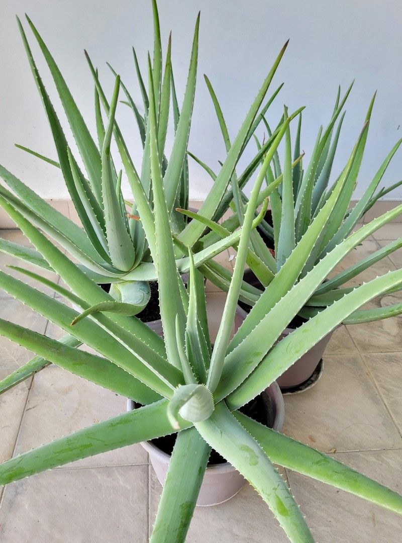 what type of plant is aloe vera Buy Aloe Vera Plants Online | Healing Plant