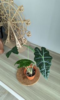 (Category: ) located in . Submitted by aileenpeh (Listing ID 1202095292, Image 1). Description: .