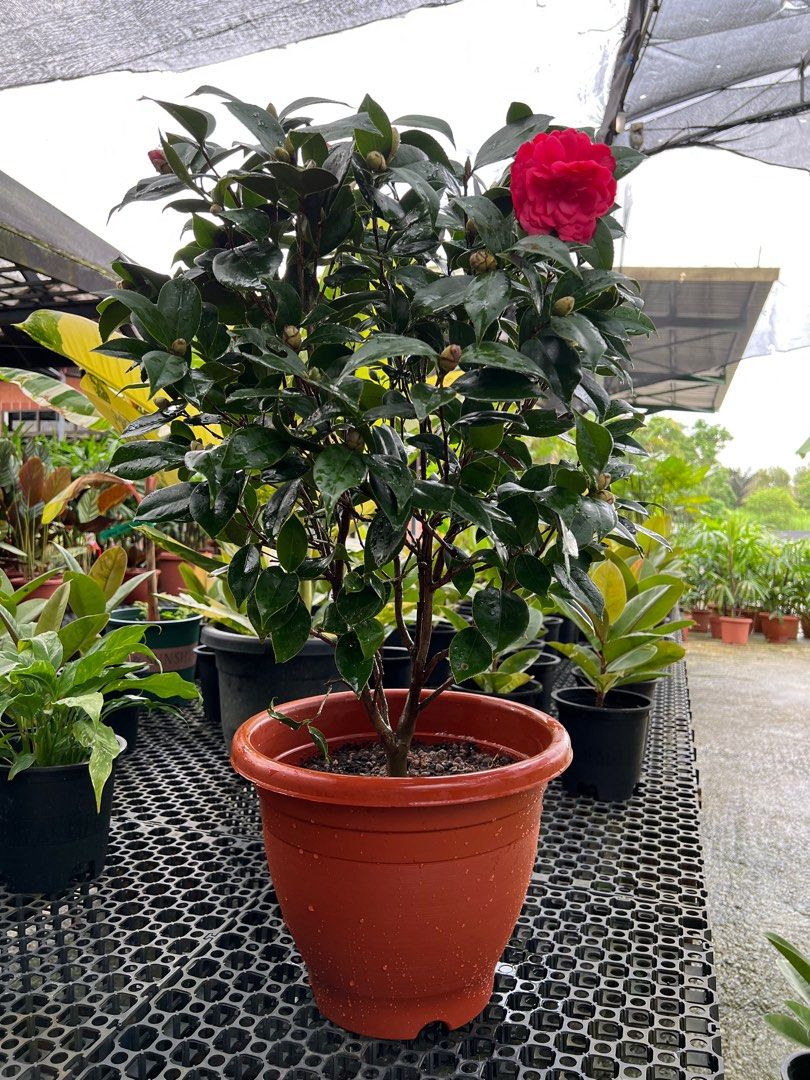 Camellia Flower Plant (茶花）, Furniture & Home Living, Gardening, Plants &  Seeds on Carousell