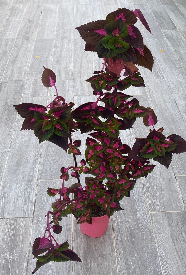 China Rose Coleus, Furniture & Home Living, Gardening, Plants & Seeds ...