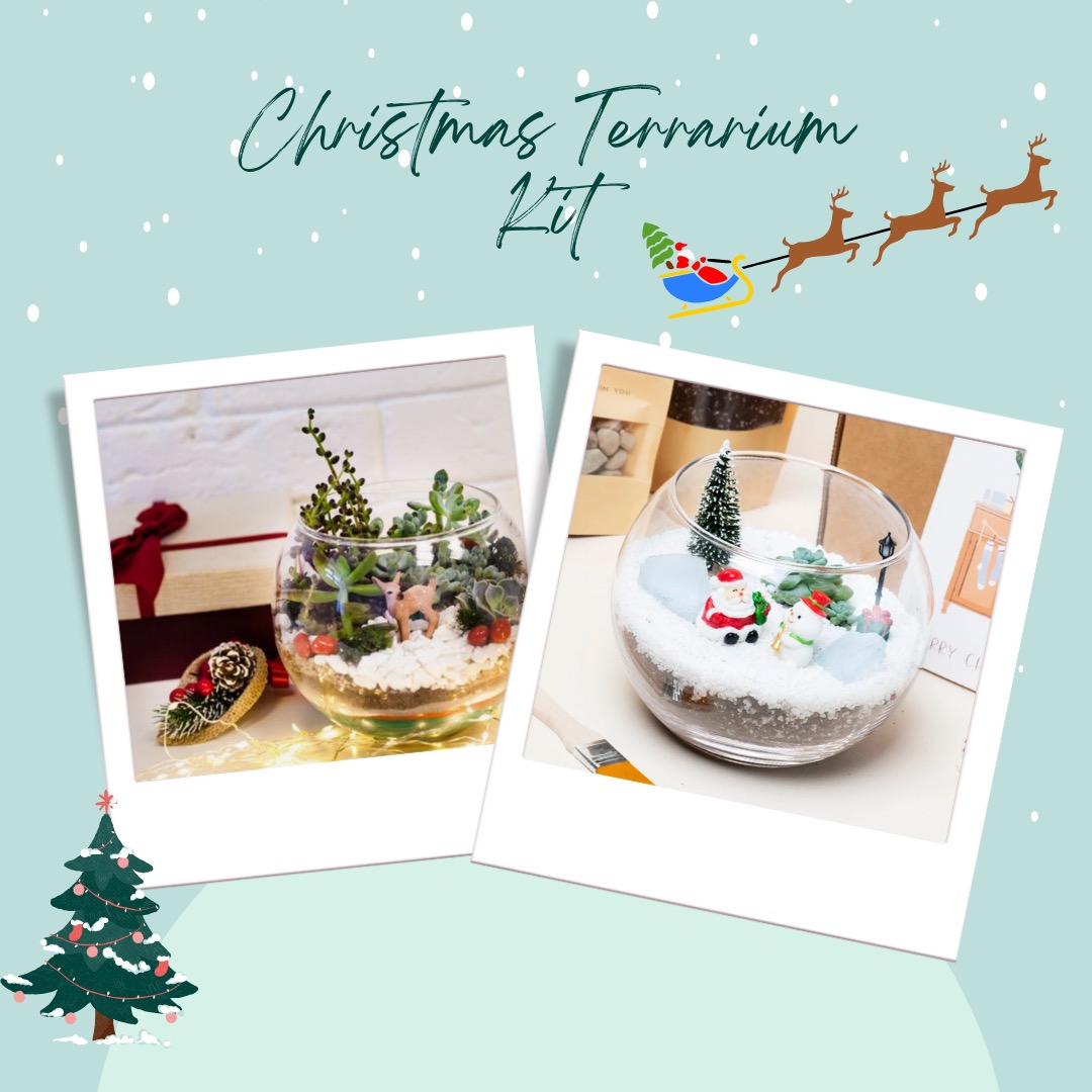 DIY Christmas Terrarium Kit, Hobbies & Toys, Stationery & Craft