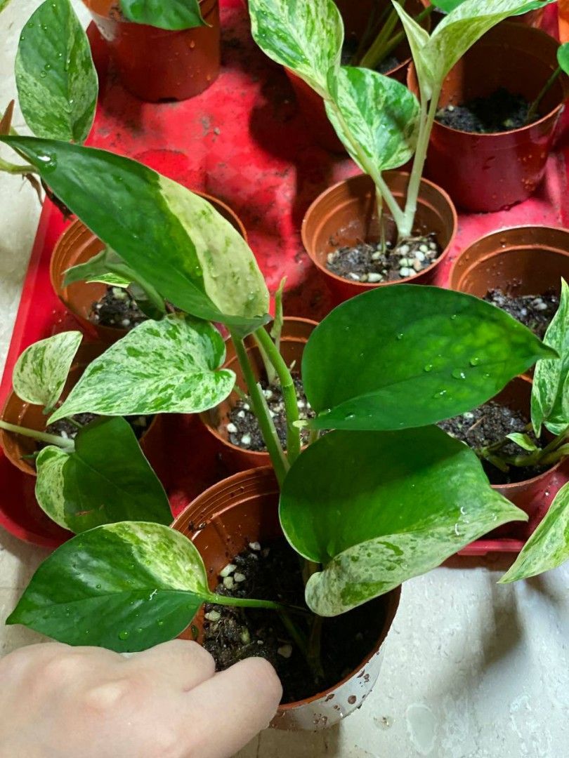 philodendron billietiae hybrid Philodendron billietiae × atabapoense – Sculptural Hybrid