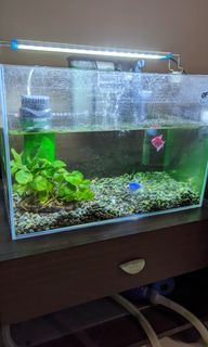 (Category: ) located in . Submitted by mhhhh_2026 (Listing ID 1202062660, Image 1). Description: .