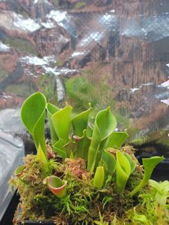 （分類：）位於 。 由 cpg1225 提交（商品編號 1202186935，圖片 1）。簡介： 。