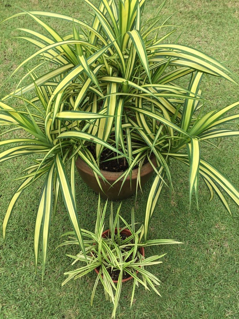 Huge Pot Variegated Screw Pine/ Pandanus Veitchii/ Pandanus New York