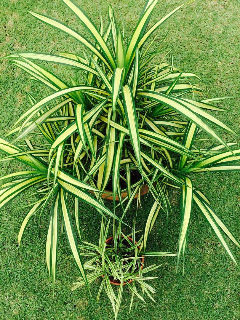 Huge Pot Variegated Screw Pine/ Pandanus Veitchii/ Pandanus New York