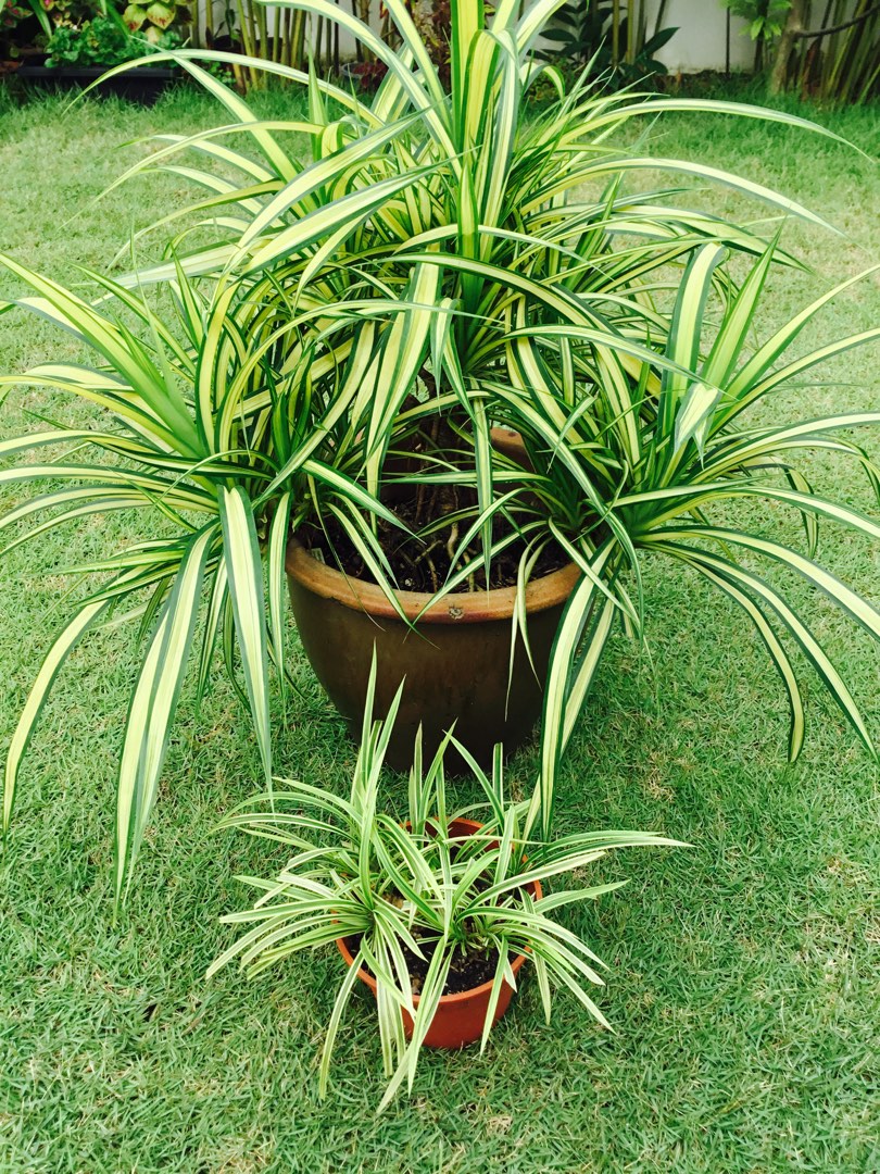 Huge Pot Variegated Screw Pine/ Pandanus Veitchii/ Pandanus New York