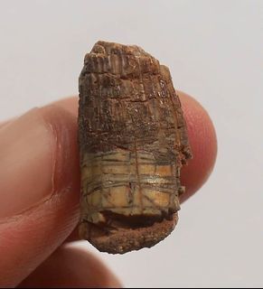 carnotaurus tooth for sale