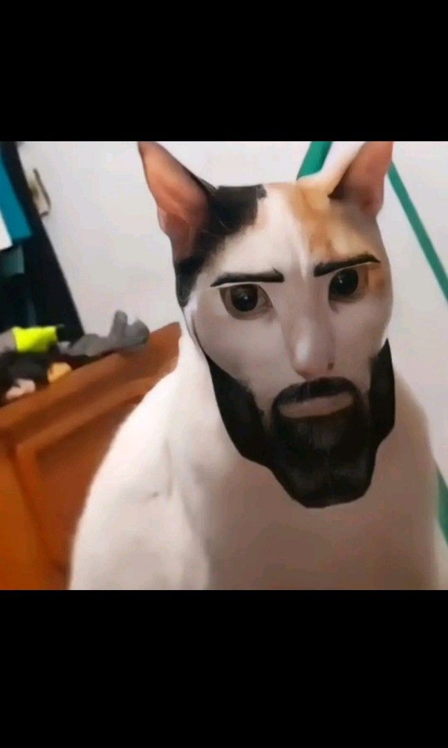 Kucing meme, Fesyen Pria, Pakaian , Baju Luaran di Carousell