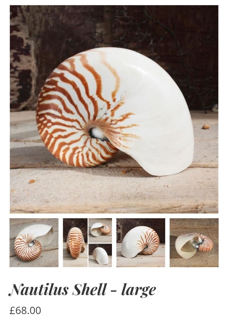 Large Natural Nautilus Shell Whole Intact In Very Good Condition ...