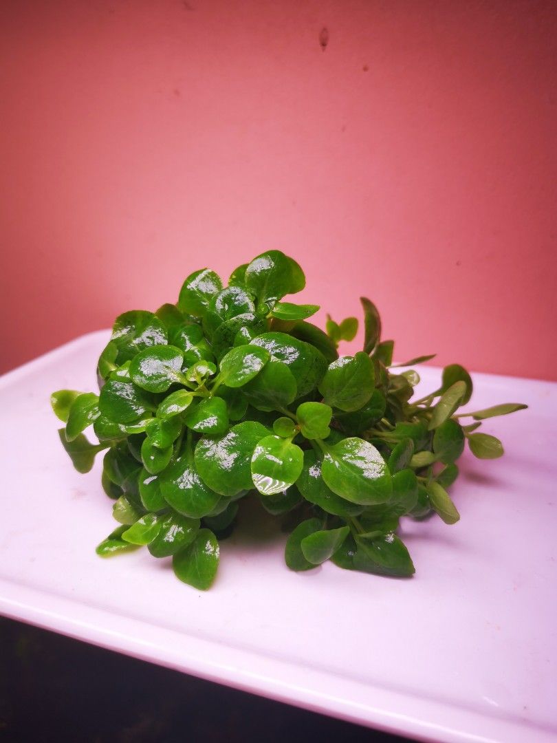Lobelia Mini (Category: Plants & Seeds) located in Singapore. Submitted by gjl1 (Listing ID 1202180607, Image 1). Description: selling uncommon lobelia mini $2 per stem Whole clump in pic for $20 collect at 310259 only.