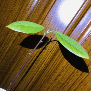 organic avocado tree 有機 鱷梨 牛油果樹 bonsai plant with flower pot 盆栽 植物 連花盆