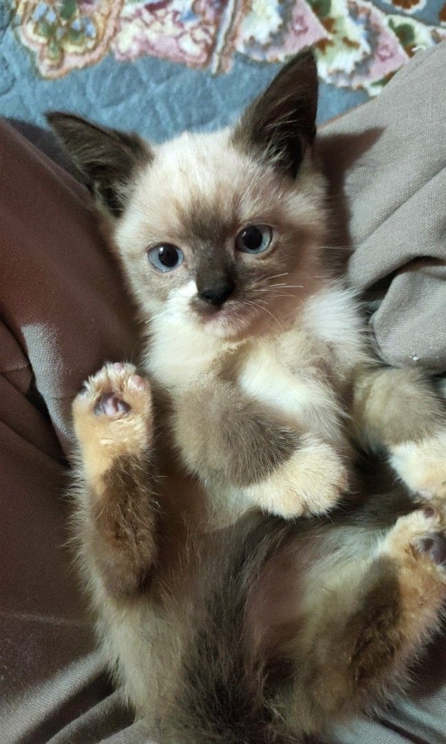 Persian siamese sale