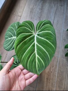 (Category: ) located in . Submitted by plantventures (Listing ID 1202061158, Image 1). Description: .
