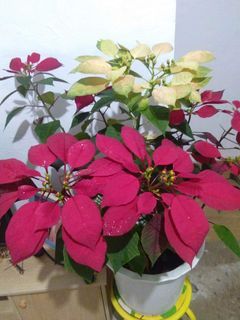 poinsentia peach and red in one pot🪴🪴