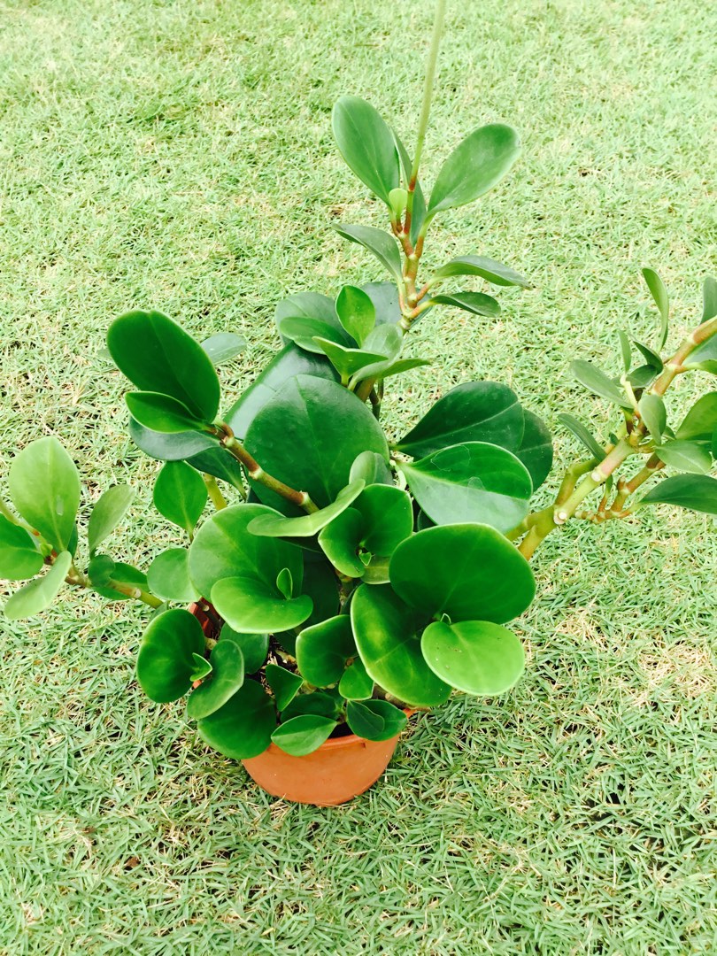 Spoonleaf PeperomiaPeperomia magnoliifoliaBaby Rubber Plant