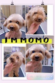 瑞芳基隆萬里金山大鵬🐶韋小寶美容鮮食館 🐱寵物美容