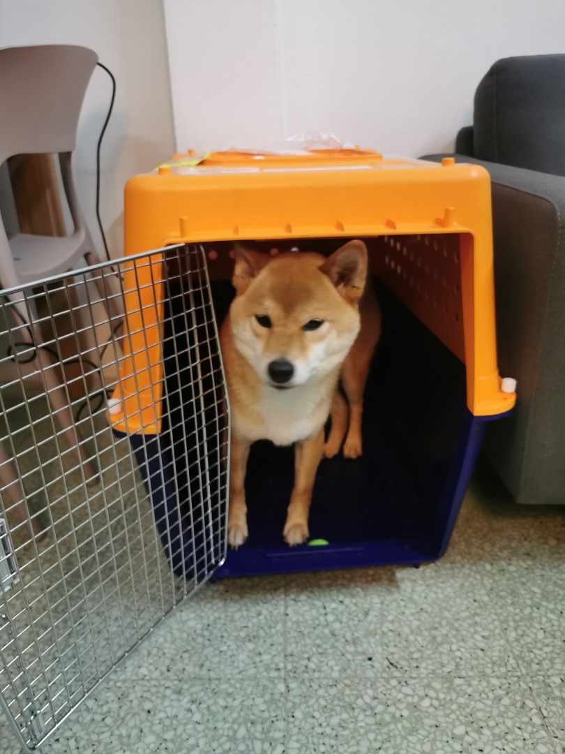 Airline approved Pet Crate Medium size, Pet Supplies, Homes & Other Pet