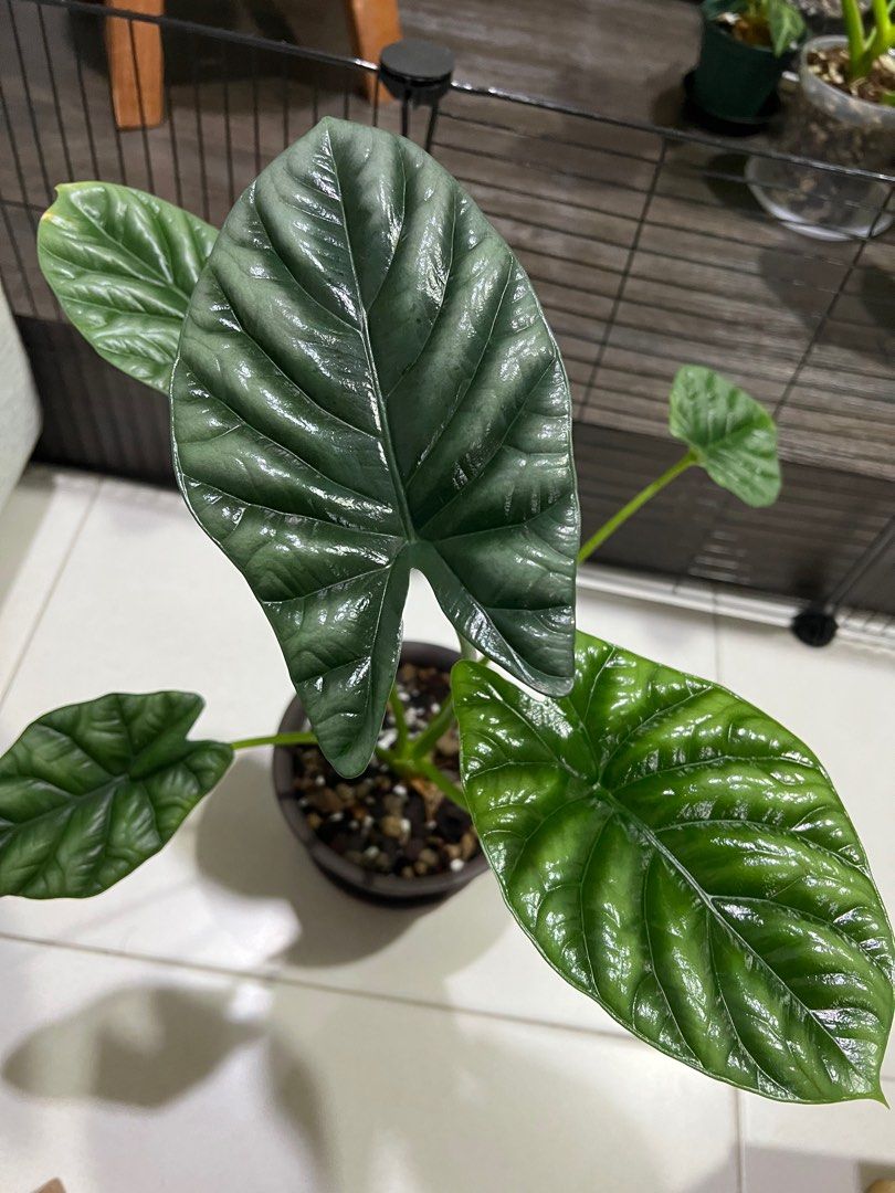 Alocasia Mirror Face
