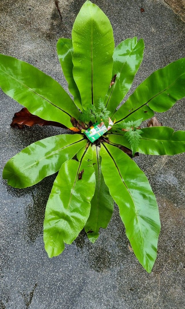 Asplenium nidus /Bird Nest Fern (middle size) single leaf approx 40cm from base to tip