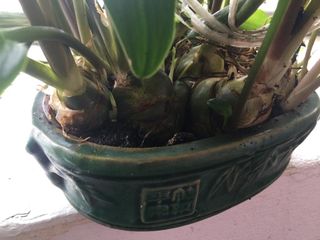 (Category: ) located in . Submitted by loandbehold (Listing ID 1202362714, Image 1). Description: .