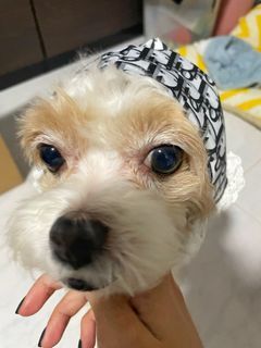 Dog Dior Mobcap