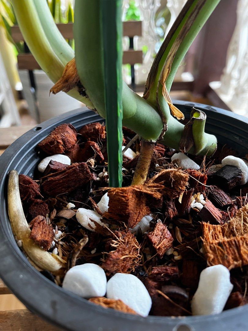 Monstera Brazilian Common Form, Furniture & Home Living, Gardening