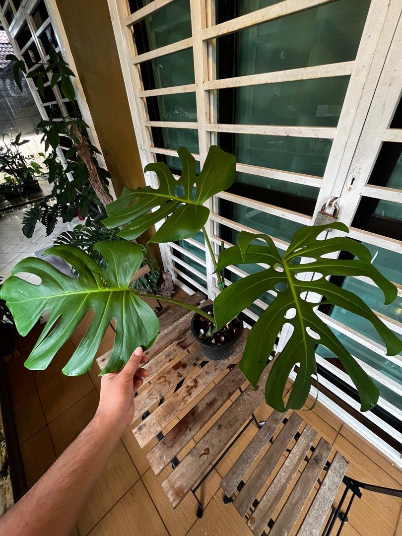 Monstera Brazilian Common Form, Furniture & Home Living, Gardening