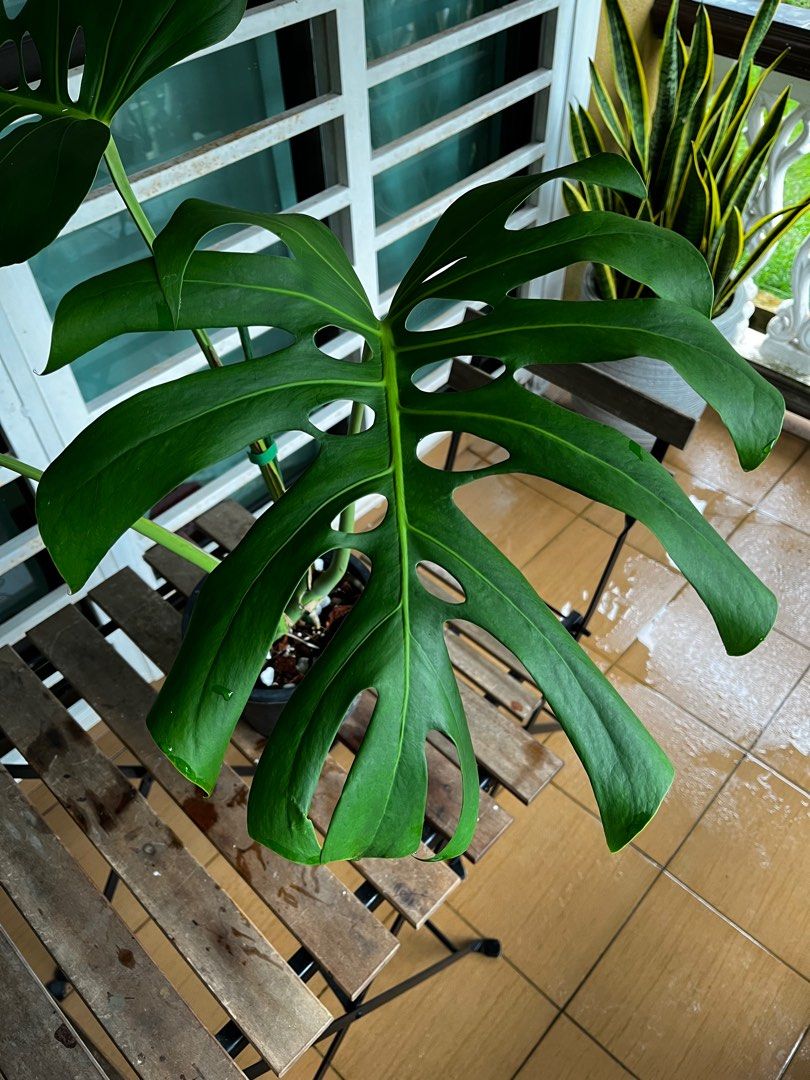 Monstera Brazilian Common Form, Furniture & Home Living, Gardening