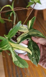 (Category: ) located in . Submitted by potheplant (Listing ID 1202384561, Image 1). Description: .