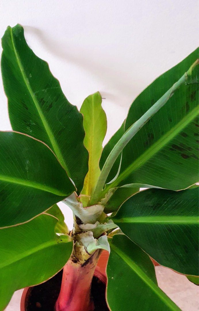 Banana Plant, Furniture & Home Living, Gardening, Plants & Seeds on