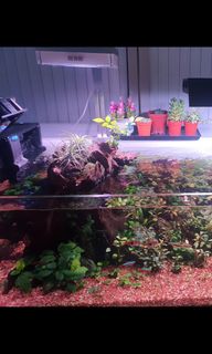 (Category: ) located in . Submitted by drmobile (Listing ID 1202635389, Image 1). Description: .