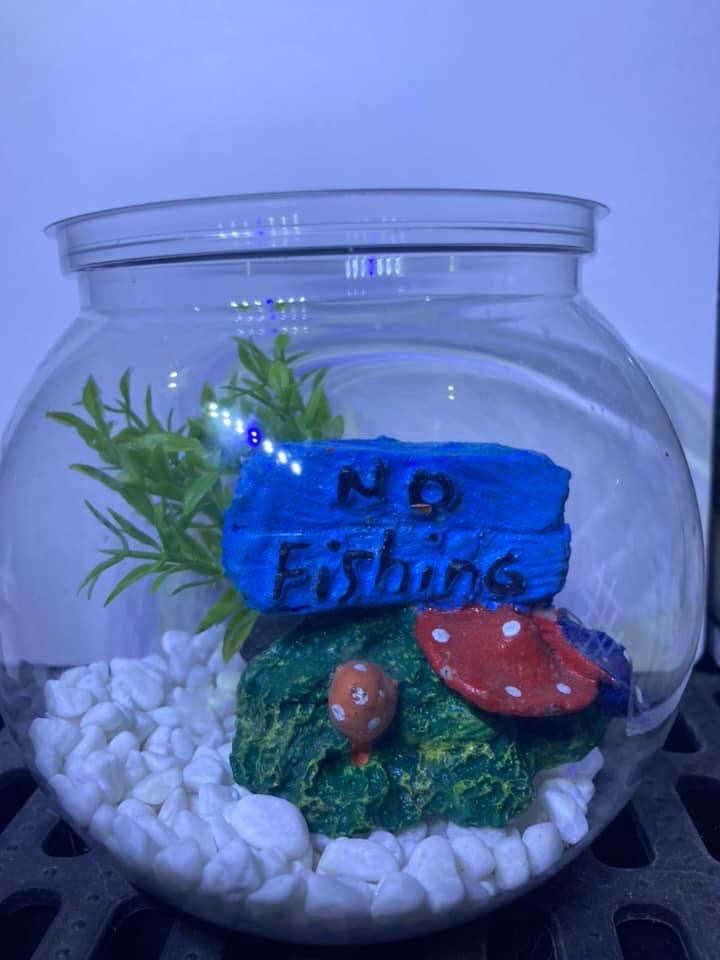 Fish bowl set with free random betta fish, Pet Supplies, Homes & Other