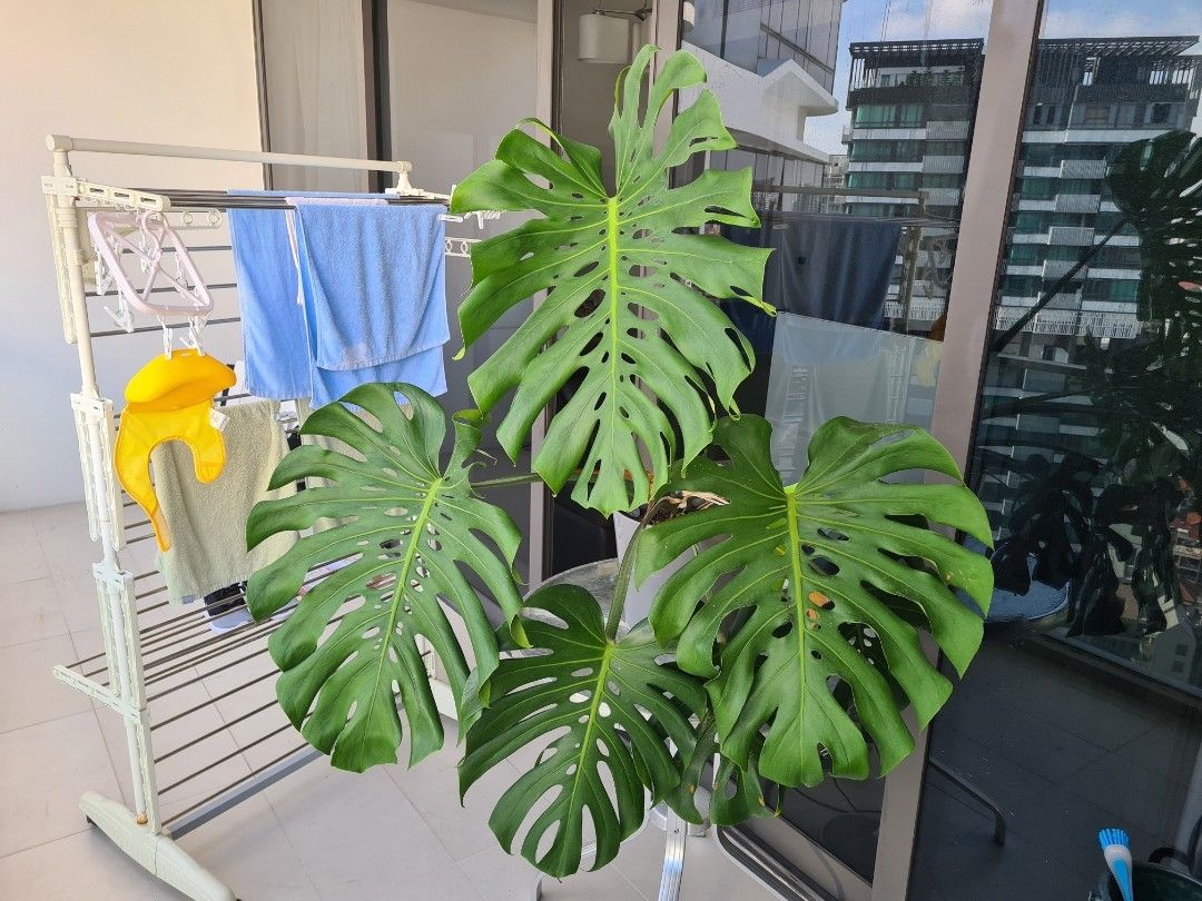 IKEA pot + Monstera, Furniture & Home Living, Gardening, Plants & Seeds