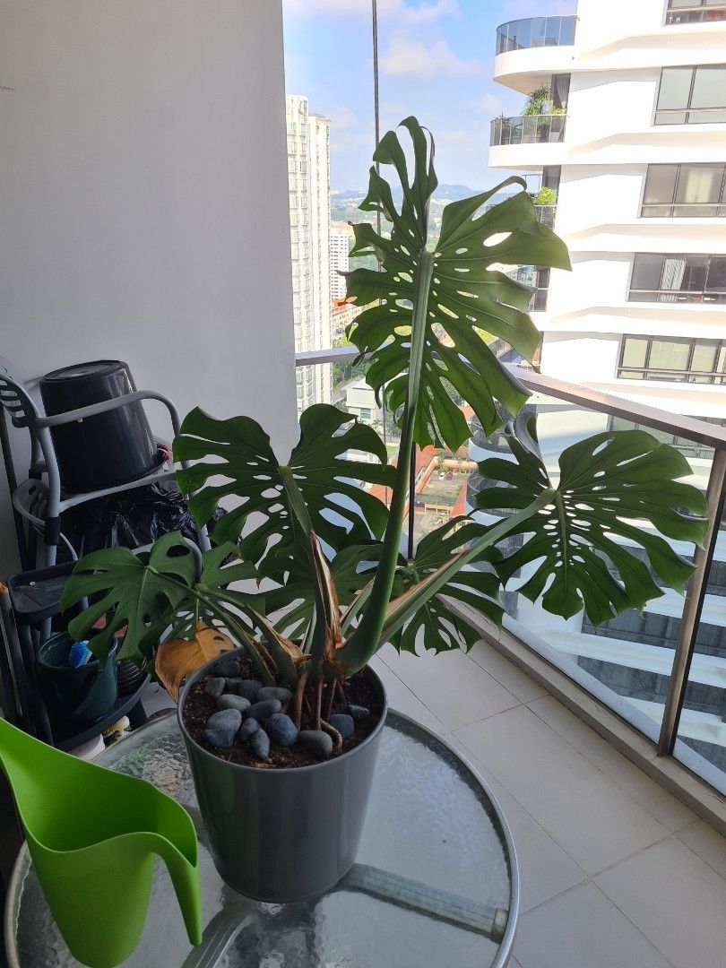 IKEA pot + Monstera, Furniture & Home Living, Gardening, Plants & Seeds