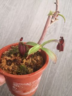 (Category: ) located in . Submitted by plantque (Listing ID 1202519475, Image 1). Description: .