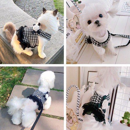 Pet Houndstooth Flower Chest Strap Leash Dog Cat Clothes Teddy Bichon, Pet  Supplies, Homes & Other Pet Accessories on Carousell