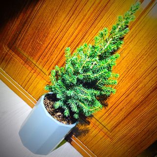 Picea glauca white spruce Tree pine tree plant 白雲杉樹植物